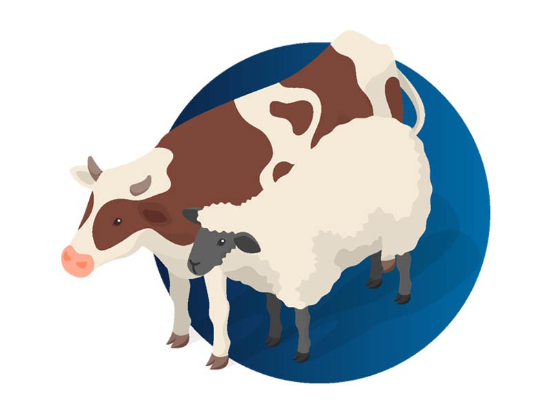 Inactivated Cattle, sheep Vaccines